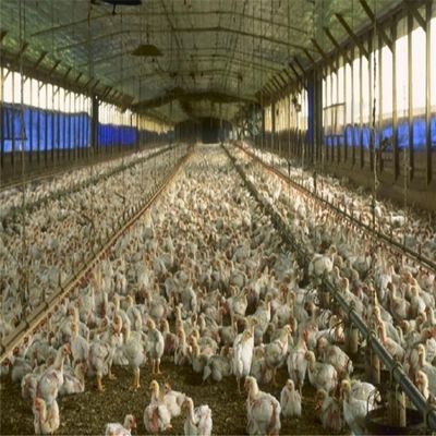 Профессиональное сборное стальное каркасное здание для птицефермы