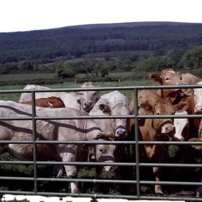 Индивидуальный стальной каркас птичника с быстрой установкой