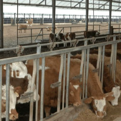 Индивидуальный стальной каркас птичника с быстрой установкой