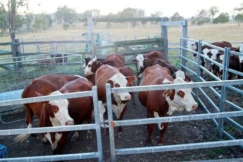 Стальные пространственные каркасы с порошковым покрытием, обладающие высокой сейсмостойкостью и подходящие для крупномасштабных инфраструктурных проектов